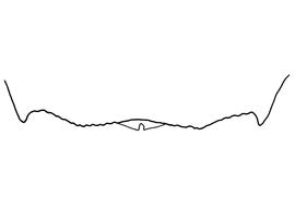   Anthidium maculosum  female, diagram showing the dorsal view of the sixth tergite (T6), diagram from Gonzalez and Griswold 2013 
